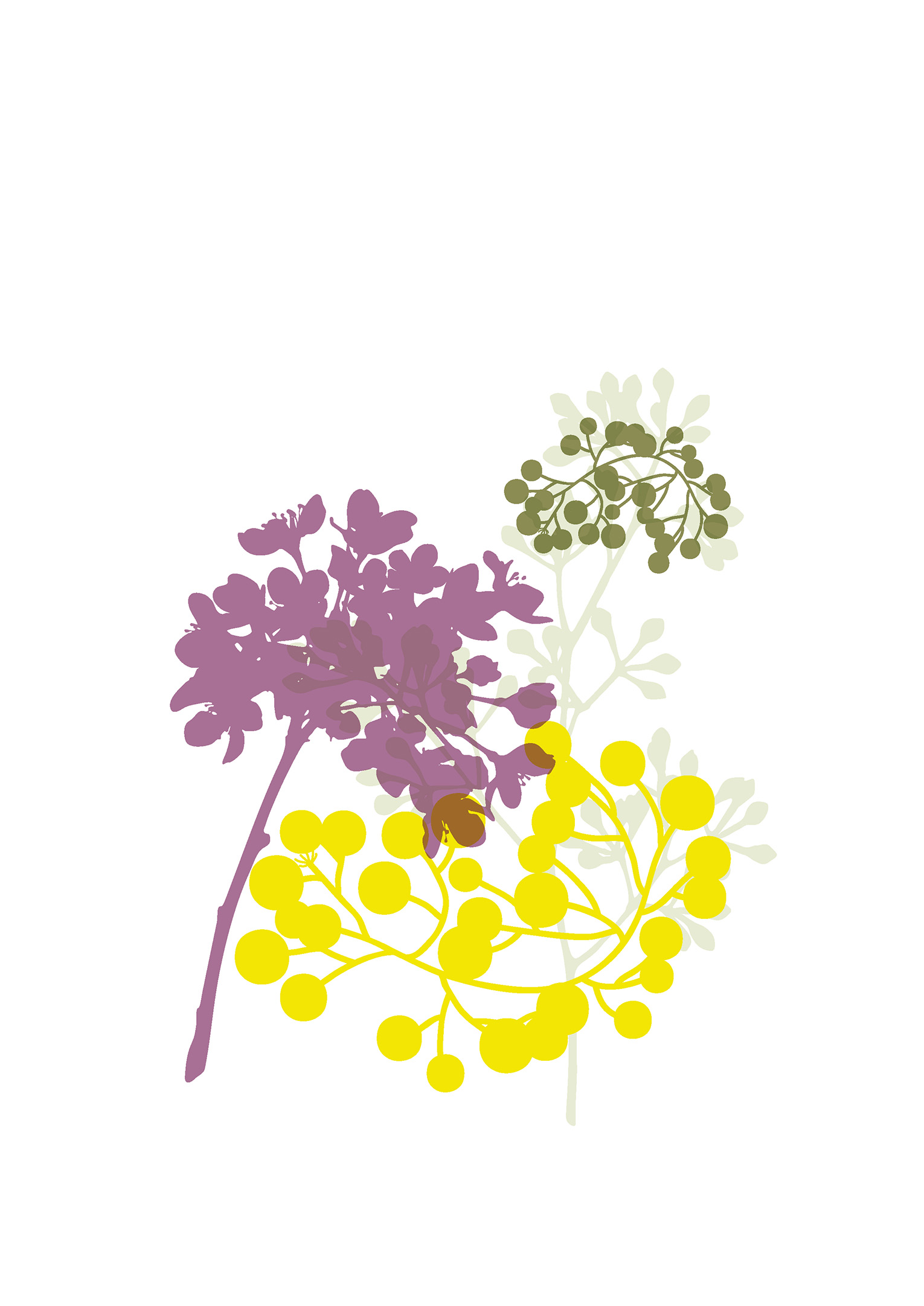 australian-flowers-illustration-02