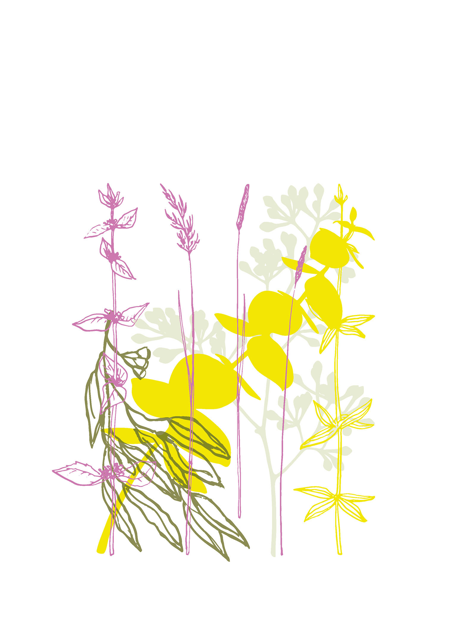 australian-flowers-illustration-05