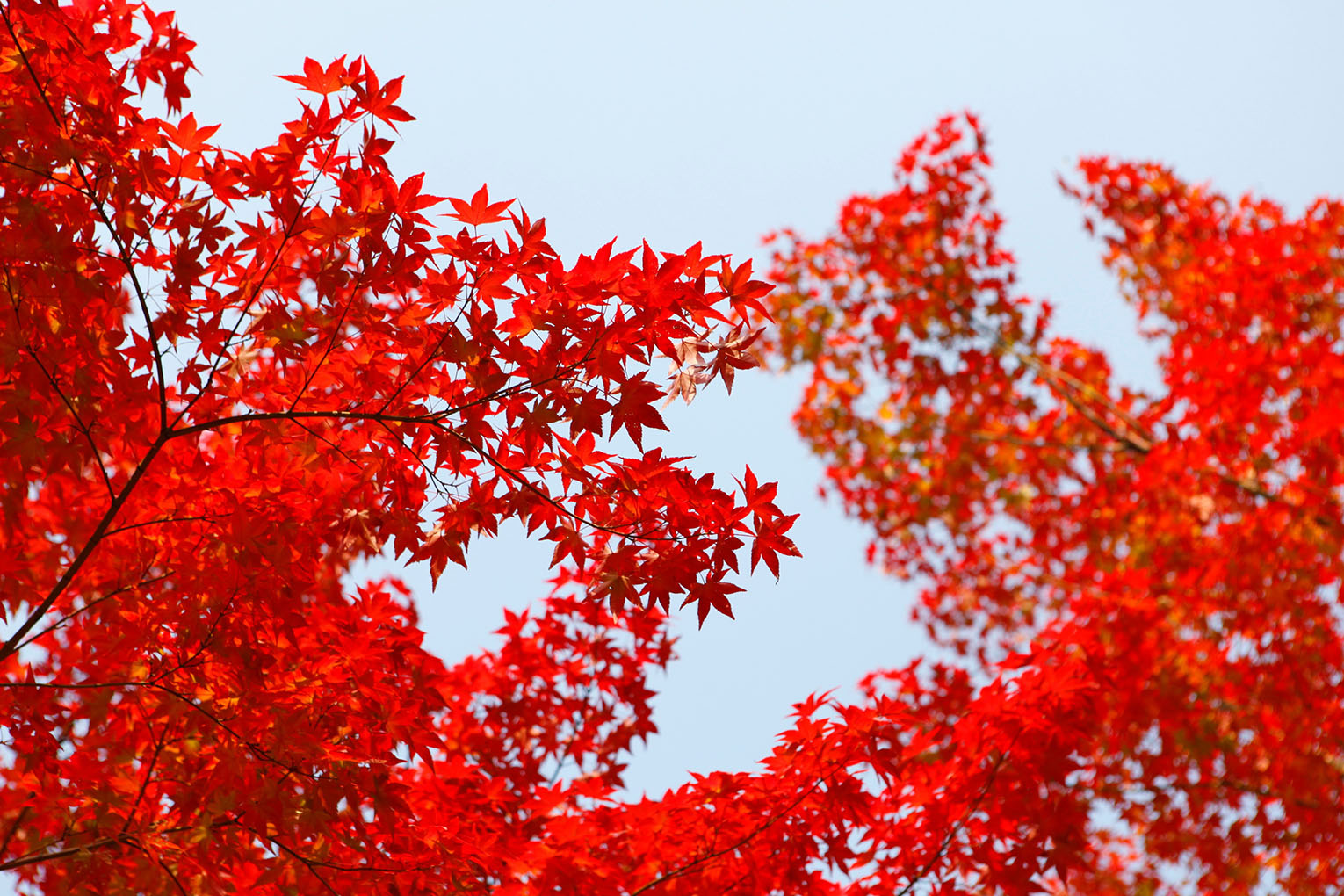 red-autumn-leaves-1530x1020px