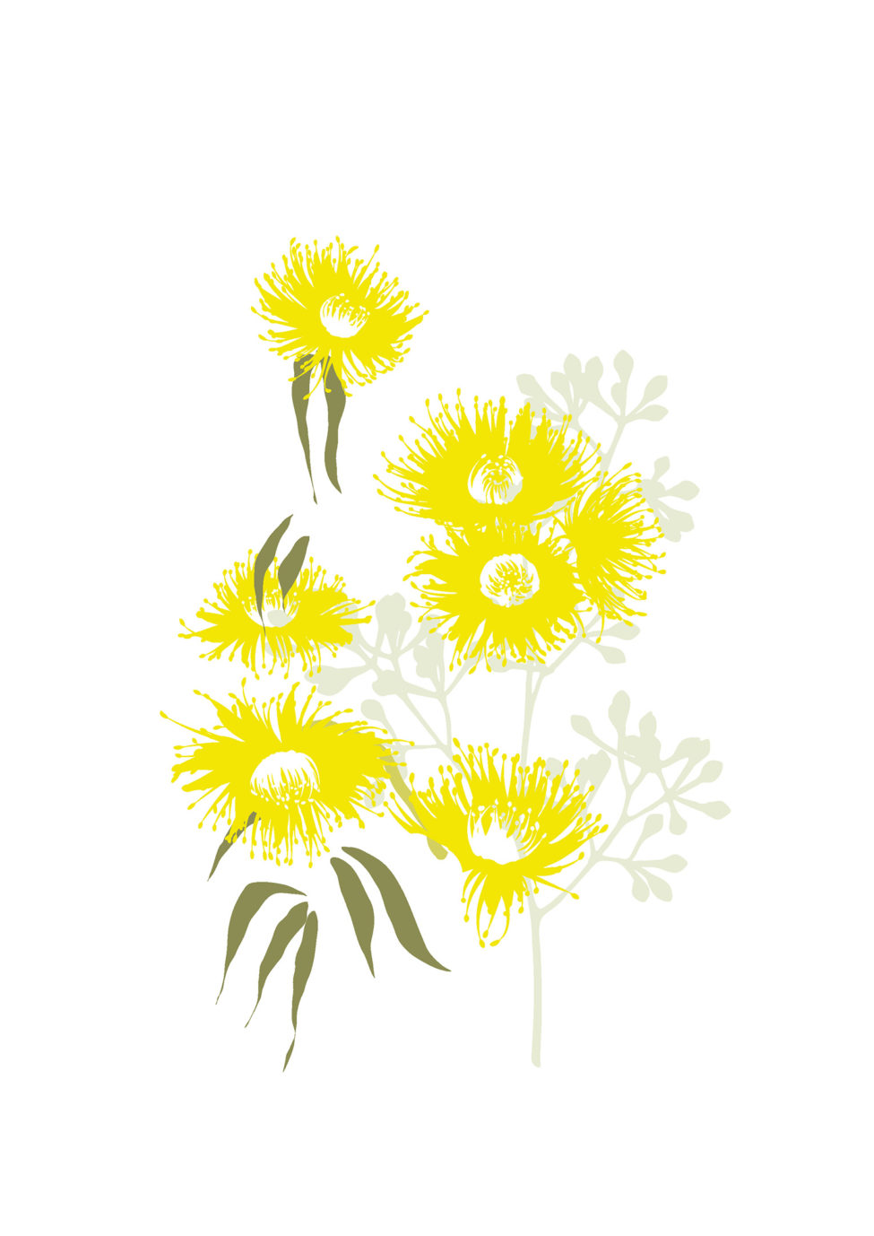 australian-flowers-illustration-01